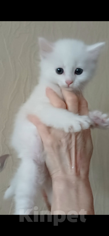 Кошки в Королеве: Роскошная блондинка Девочка, 15 000 руб. - фото 2
