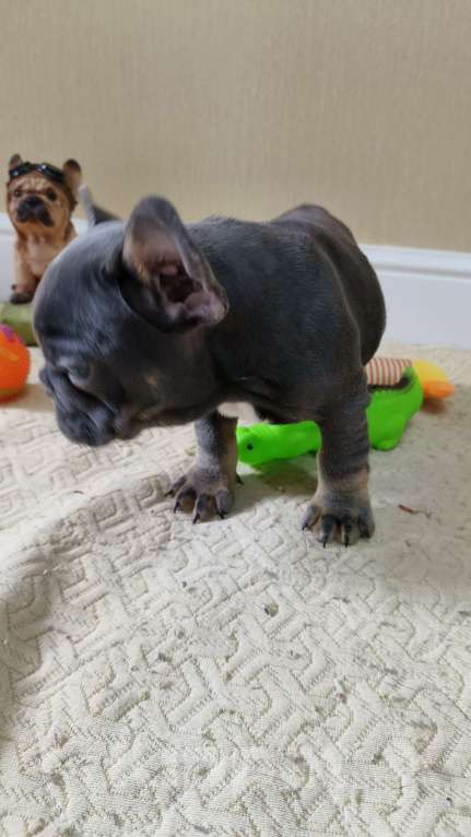 Собаки в Белореченске: Французский бульдог Мальчик, Бесплатно - фото 4