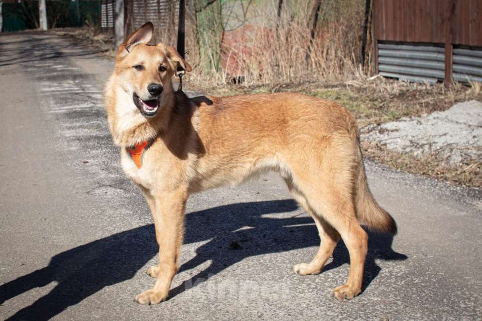 Собаки в Фрязино: Чудесный рыжик Рэм ищет дом  Мальчик, Бесплатно - фото 5