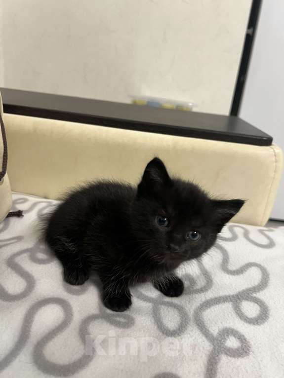 Кошки в Подольске: Котик Бобтейл  Мальчик, 5 000 руб. - фото 9