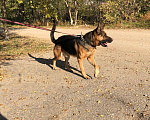 Собаки в Элисте: Немецкая овчарка, 13 000 руб. - фото 2