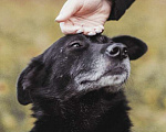 Собаки в Москве: Пристраивается молодой небольшой пёс по имени Космос Мальчик, Бесплатно - фото 4