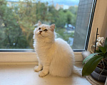 Кошки в Москве: Шотландский котенок, 10 000 руб. - фото 6