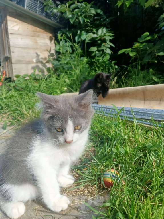 Кошки в Туле: Сладкий мальчик в добрые ручки Мальчик, Бесплатно - фото 8