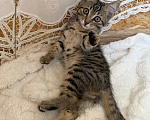 Кошки в Санкт-Петербурге: Котенок Гефест Мальчик, Бесплатно - фото 3