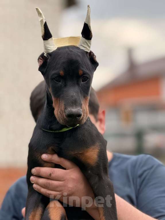 Собаки в Москве: щенок добермана Девочка, 80 000 руб. - фото 6