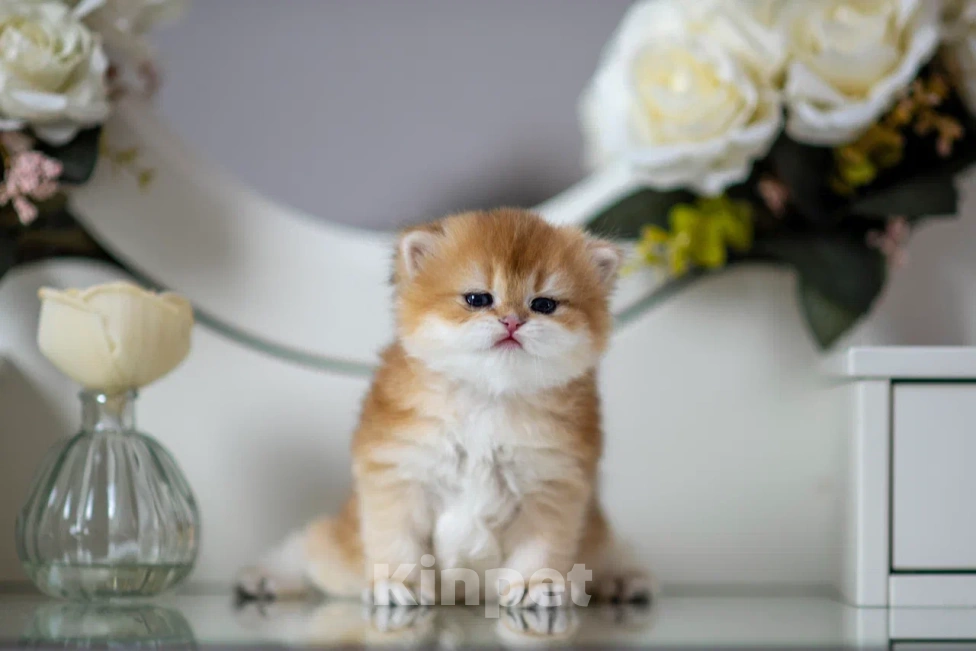 Кошки в Балашихе: Британская девочка Булочка Девочка, 75 000 руб. - фото 6