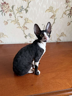 Корниш -рекс