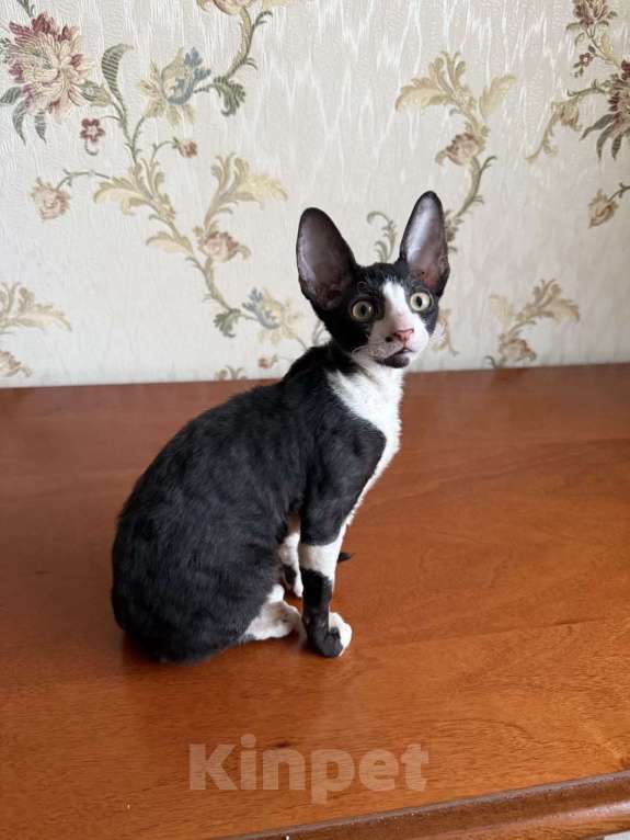 Кошки в Санкт-Петербурге: Корниш -рекс Мальчик, Бесплатно - фото 1