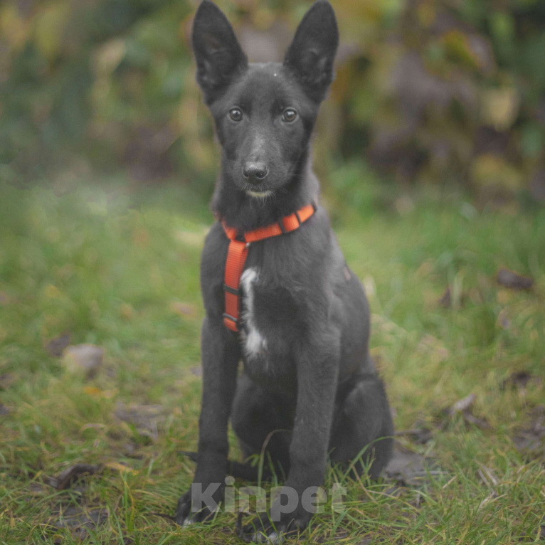 Собаки в Москве: Паприка Девочка, Бесплатно - фото 2