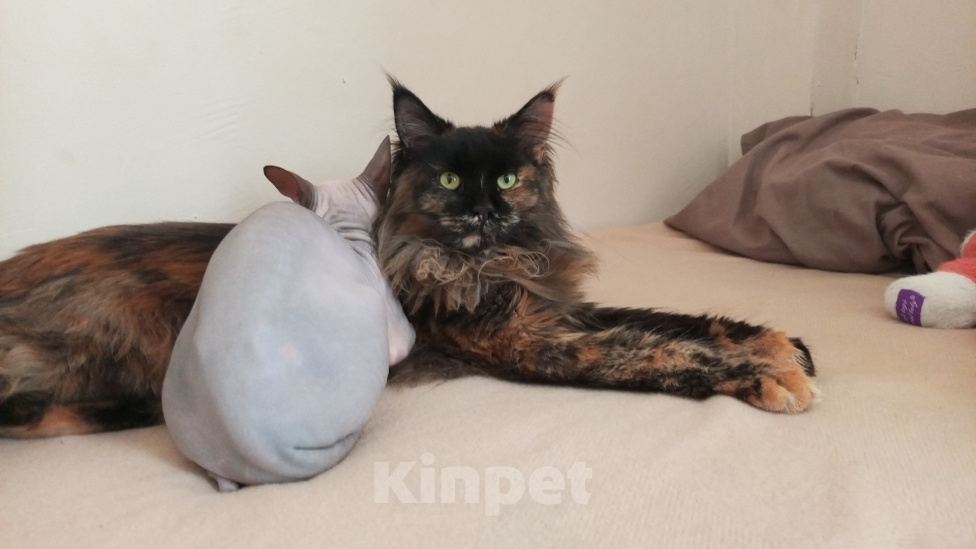 Кошки в Красноярске: продам кошку Девочка, Бесплатно - фото 1