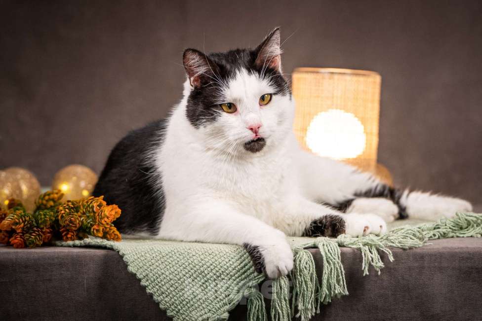 Кошки в Клине: Фунтик — котик с мягким характером Мальчик, Бесплатно - фото 2