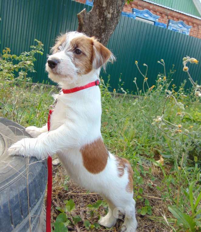 Собаки в Москве: Высокопородный щенок Джек Рассел терьера брокен Девочка, Бесплатно - фото 3