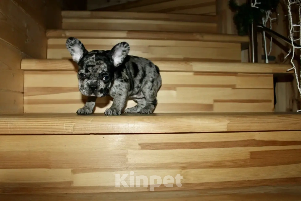 Собаки в Химках: Французский бульдог  Девочка, 60 000 руб. - фото 5