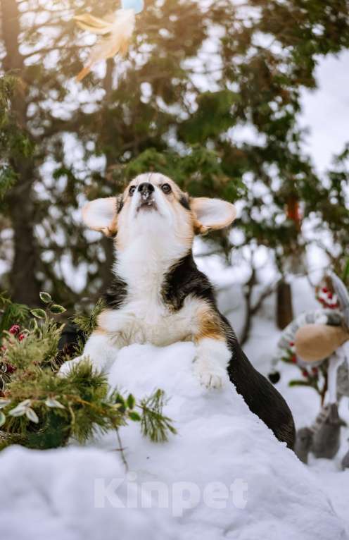 Собаки в Новосибирске: Вельш Корги Пемброк Динь-Динь Девочка, 65 000 руб. - фото 8