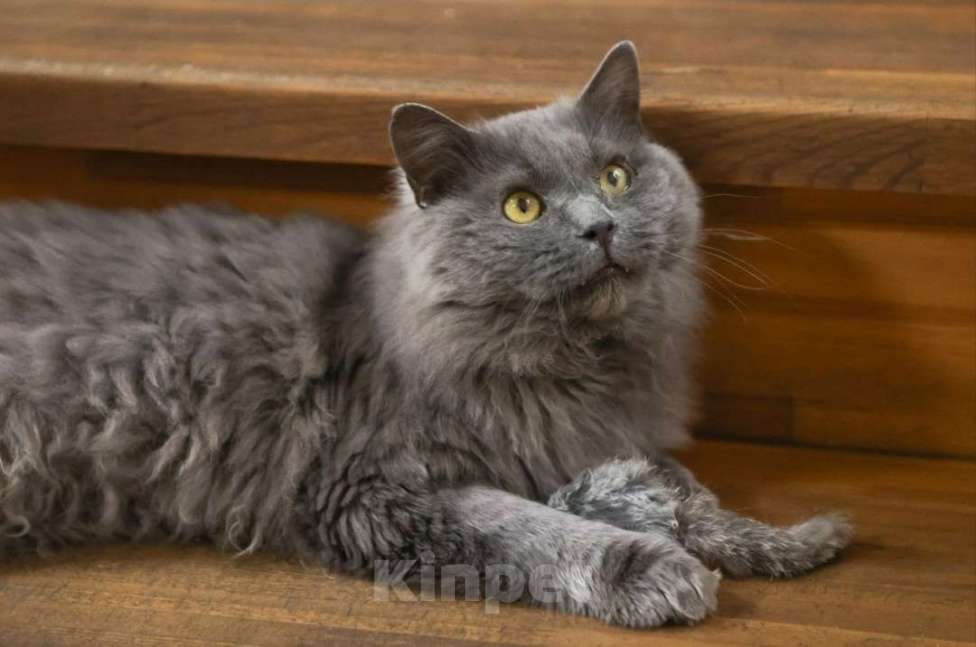 Кошки в Москве: Шикарный Дымок - метис нибелунга (1,5 г.) в дар Мальчик, Бесплатно - фото 8