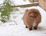 Собаки в Москве: щенок шпица коричневого окраса Мальчик, 27 000 руб. - фото 3