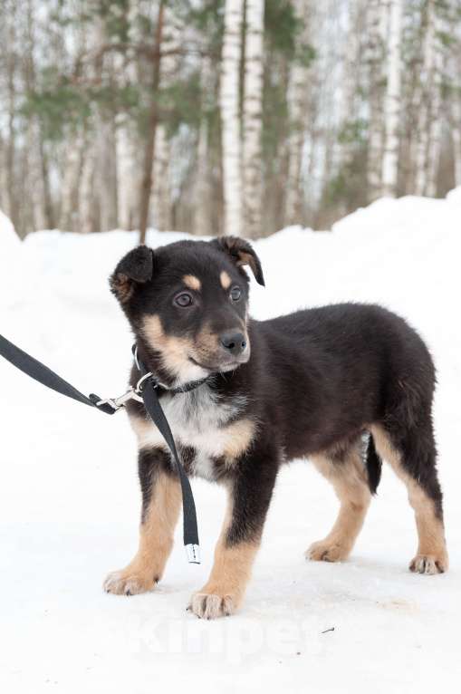 Собаки в Ногинске: Щенок с красивым именем Марсель ищет дом Мальчик, Бесплатно - фото 2