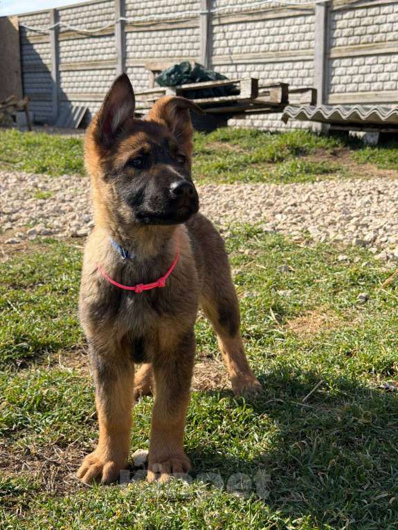 Собаки в других городах Крыма: Щенки немецкой овчарки Девочка, Бесплатно - фото 7