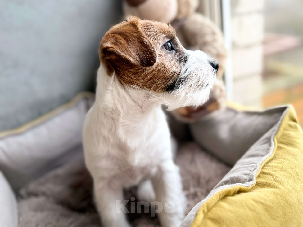 Собаки в Санкт-Петербурге: Девочка Джек Рассел терьера  Девочка, 80 000 руб. - фото 2