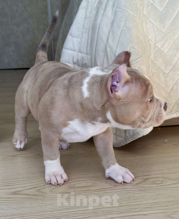 Собаки в Лыткарино: Американский Булли Девочка, 200 000 руб. - фото 2