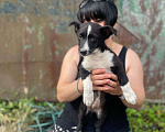 Собаки в Москве: Пропал щенок в районе поселка Кембридж. наша собачка, она еще щенок, очень ласковая и пу Девочка, 1 руб. - фото 1