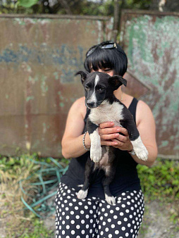 Объявление: Пропал щенок в районе поселка Кембридж. наша собачка, она еще щенок, очень ласковая и пу, 1 руб., Москва