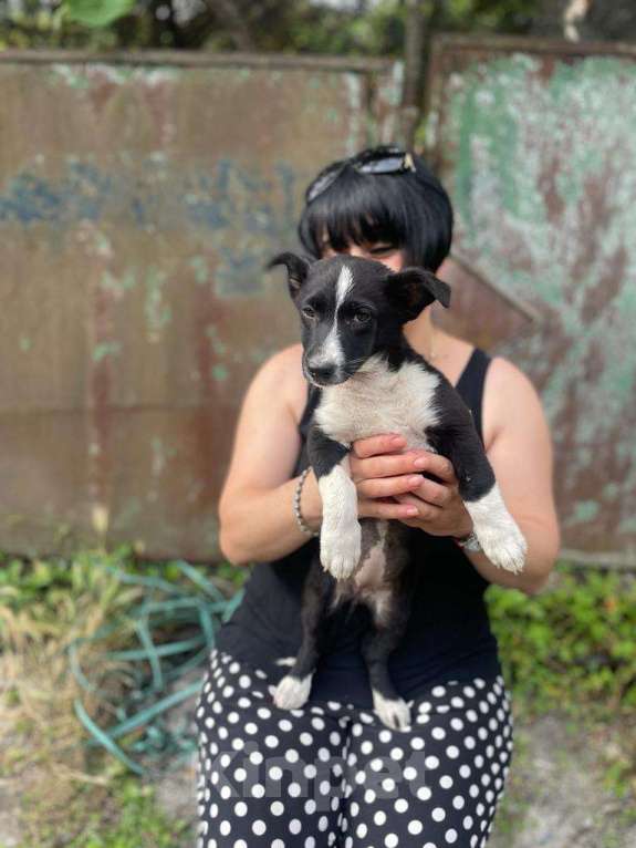 Собаки в Москве: Пропал щенок в районе поселка Кембридж. наша собачка, она еще щенок, очень ласковая и пу Девочка, 1 руб. - фото 1