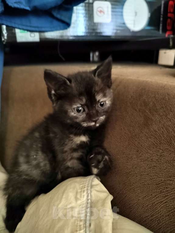 Кошки в других городах Ставропольского края: Отдам в дар Девочка, Бесплатно - фото 1