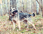 Собаки в Москве: Сенди Девочка, Бесплатно - фото 3