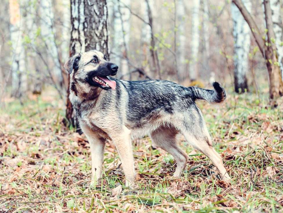 Собаки в Москве: Сенди Девочка, Бесплатно - фото 3
