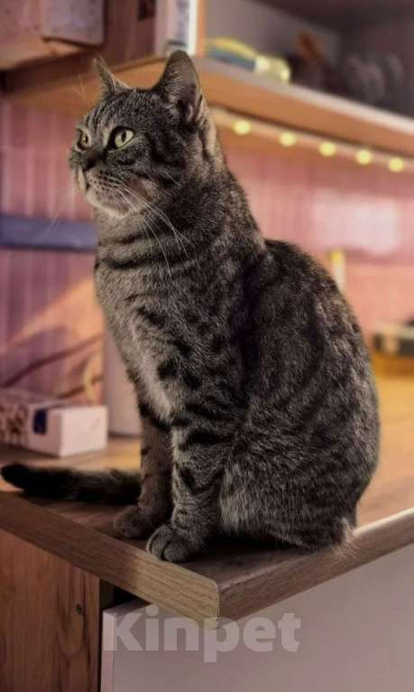 Кошки в Химках: Анфиса — маленькая принцесса ищет дом! Девочка, Бесплатно - фото 5