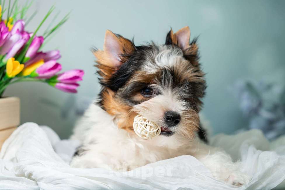 Собаки в Вологде: Предлагается очень красивый, яркий, породный щенок породы бивер терьер. Мальчик, 70 000 руб. - фото 4