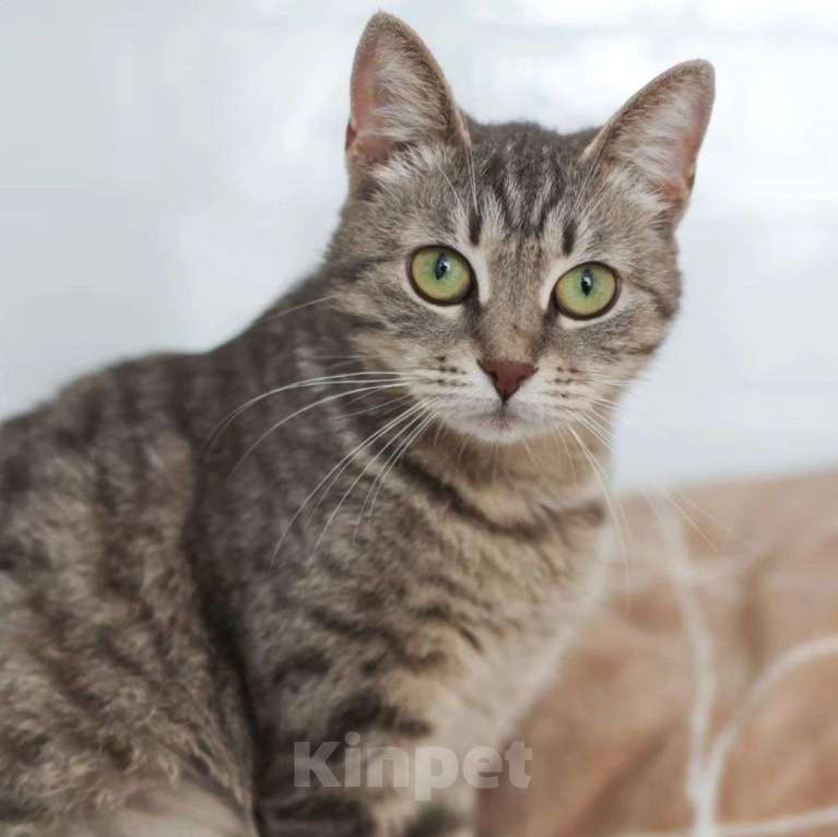 Кошки в Москве: Ласковая кошечка Груша ищет домик Девочка, Бесплатно - фото 3
