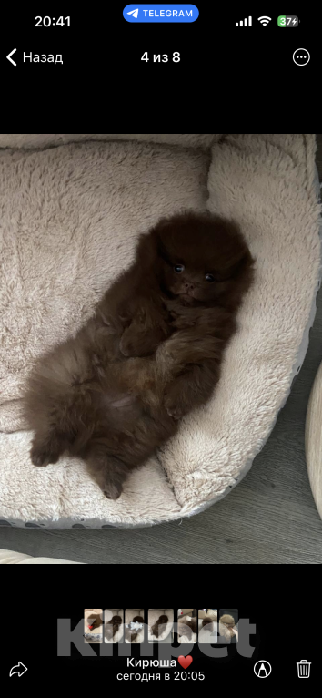 Собаки в Дубне: Рокки Мальчик, 15 000 руб. - фото 3