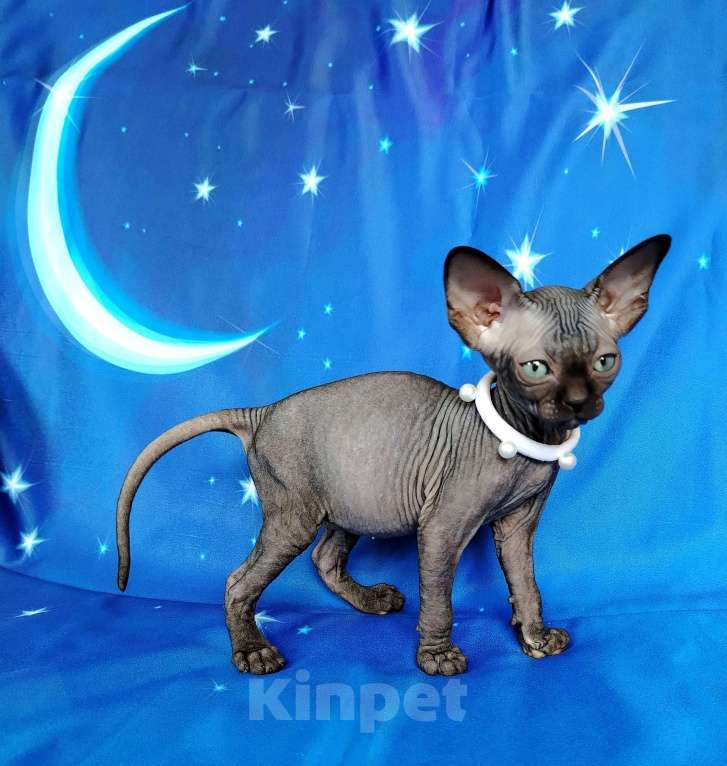 Кошки в Королеве: Черная красавица из питомника Девочка, 60 000 руб. - фото 3