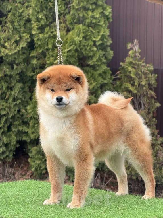 Собаки в Санкт-Петербурге: Сиба-ину девочка щенок Девочка, 55 000 руб. - фото 2