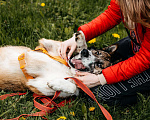 Собаки в Москве: Собака в добрые руки Мальчик, Бесплатно - фото 9