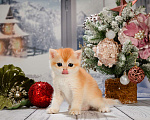 Кошки в Москве: Британские Новогодние котята. Мальчики и девочки. Мальчик, Бесплатно - фото 8