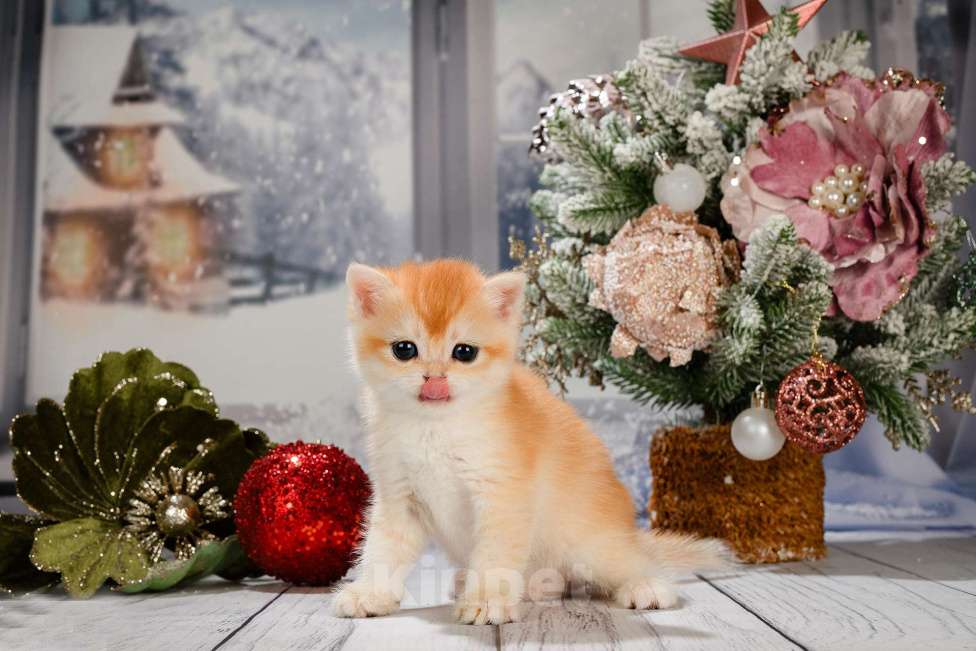 Кошки в Москве: Британские Новогодние котята. Мальчики и девочки. Мальчик, Бесплатно - фото 8