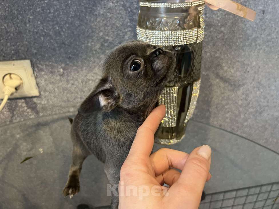 Собаки в Москве: Щенки чихуа разных окрасов.2 мес Девочка, 35 000 руб. - фото 5