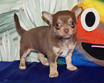 Собаки в Москве: Щенок чихуахуа- девочка Девочка, 35 000 руб. - фото 4