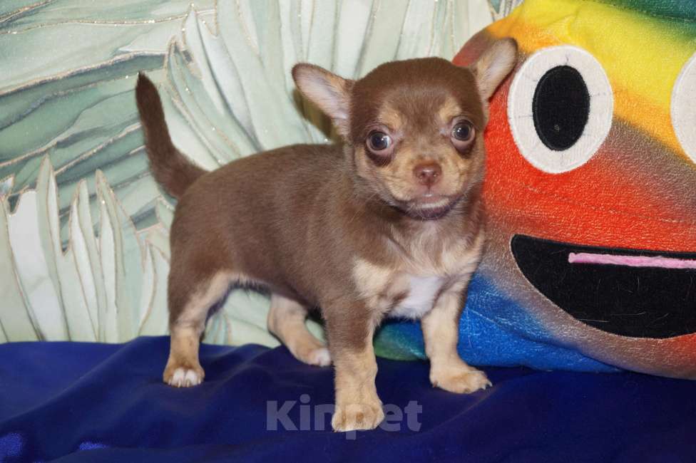 Собаки в Москве: Щенок чихуахуа- девочка Девочка, 35 000 руб. - фото 4