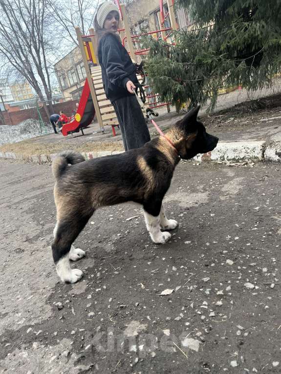 Собаки в Омске: Щенок Американской Акиты Девочка, 50 000 руб. - фото 4