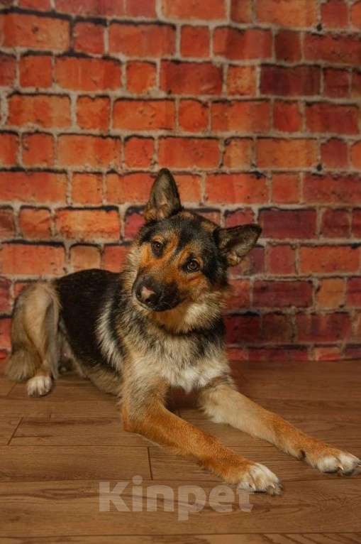 Собаки в Ногинске: Дейзи — дипломат с хвостом! Девочка, Бесплатно - фото 3