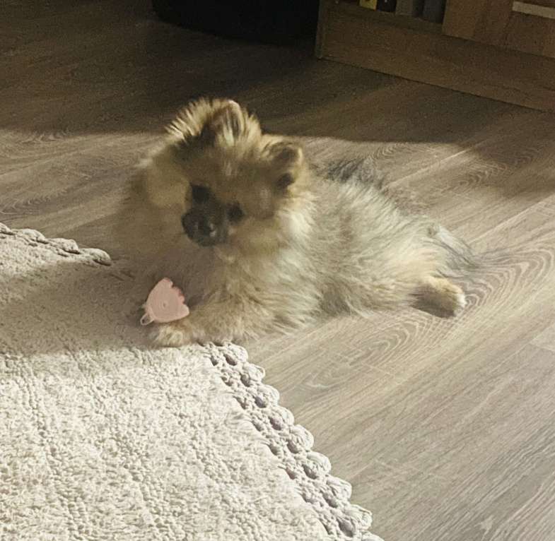 Собаки в Кисловодске: Щенок померанского шпица (Девочка) Девочка, 20 000 руб. - фото 4