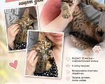 Кошки в Санкт-Петербурге: 🐾 Три маленьких сердца ищут свой дом Мальчик, Бесплатно - фото 8
