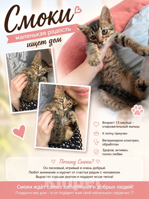 Кошки в Санкт-Петербурге: 🐾 Три маленьких сердца ищут свой дом Мальчик, Бесплатно - фото 8