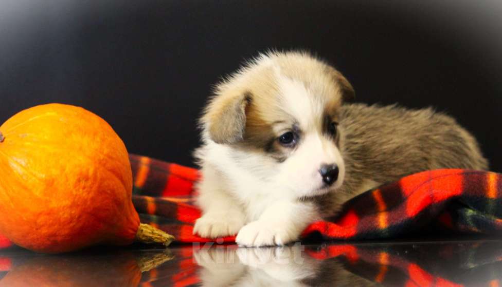 Собаки в Москве: Щенки вельш корги пемброк Девочка, 70 000 руб. - фото 3