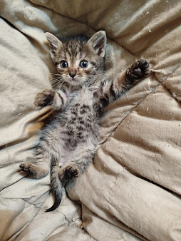 Котенок